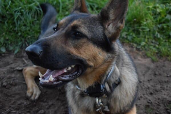 Photo of Tatiana's German Shepard service dog, Kida. Kida is lying in the grass and smiling for the camera with her ears perked upright.